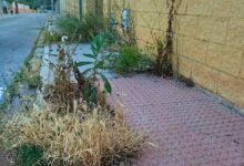 Ratas, sin autobús…Quejas de los vecinos de Las Encinas.