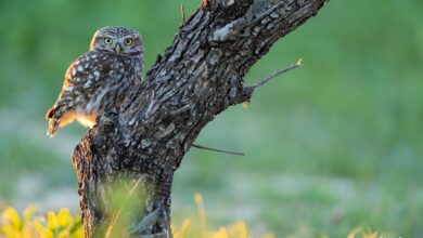 Alcalá de Guadaíra acoge FoNat, el Encuentro Nacional de Fotógrafos de Naturaleza