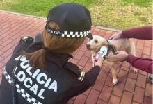 La Policía Local intensifica la vigilancia y exigirá identificación animal y utensilios obligatorios