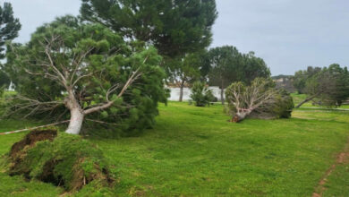 Dos accidentes en la A-92 , caída de árboles, mobiliario dañado y dos atropellos. Lo más destacado tras el paso de la tormenta.