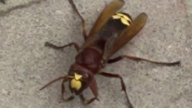 Avispones orientales en el centro