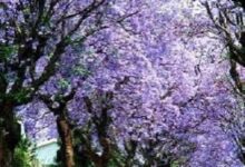 La Justicia obliga a un vecino de Alcalá a retirar árboles por daños a la finca colindante