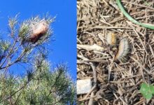 VOX denuncia la“peligrosa inacción"del Gobierno de PSOE y AxSí en Alcalá ante la plaga de ‘procesionarias’ en las Riberas del Guadaíra y exige un plan de choque “urgente”VOX denuncia la“peligrosa inacción"del Gobierno de PSOE y AxSí en Alcalá ante la plaga de ‘procesionarias’ en las Riberas del Guadaíra y exige un plan de choque “urgente”