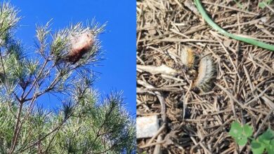 VOX denuncia la“peligrosa inacción"del Gobierno de PSOE y AxSí en Alcalá ante la plaga de ‘procesionarias’ en las Riberas del Guadaíra y exige un plan de choque “urgente”VOX denuncia la“peligrosa inacción"del Gobierno de PSOE y AxSí en Alcalá ante la plaga de ‘procesionarias’ en las Riberas del Guadaíra y exige un plan de choque “urgente”