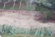 Ecologistas denuncian la "improvisación" y el "grave daño ecológico" en la gestión del Monumento Natural Riberas del Guadaíra