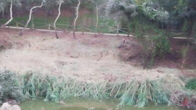 Ecologistas denuncian la "improvisación" y el "grave daño ecológico" en la gestión del Monumento Natural Riberas del Guadaíra