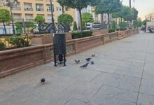 El Ayuntamiento lleva a cabo un plan de control de palomas para reducir su incidencia en materia de salubridad