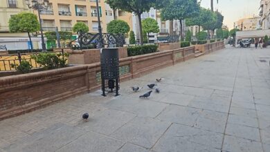 El Ayuntamiento lleva a cabo un plan de control de palomas para reducir su incidencia en materia de salubridad