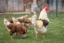 ALCALÁ DE GUADAÍRA MANTIENE EL CONFINAMIENTO OBLIGATORIO DE AVES DE CORRAL PESE AL LEVANTAMIENTO GENERAL EN ESPAÑA El Ministerio de Agricultura, Pesca y Alimentación (MAPA) ha anunciado esta semana el levantamiento del confinamiento obligatorio de las aves de corral en gran parte del territorio nacional. Sin embargo, la mejora de la situación epidemiológica de la influenza aviar no ha sido suficiente para relajar las medidas en Alcalá de Guadaíra, que figura entre los municipios que deberán mantener el encierro de sus aves por seguridad. Alcalá de Guadaíra se incluye en el listado de las zonas de especial riesgo o vigilancia, formando parte de los 1.201 municipios españoles (197 de ellos en Andalucía) que siguen sujetos a restricciones estrictas según la última orden del BOE.  ¿Qué implica para los propietarios en Alcalá? Los propietarios de explotaciones avícolas, incluyendo tanto granjas comerciales como corrales de autoconsumo (particulares), deben continuar cumpliendo con las siguientes directrices: • Confinamiento estricto: Prohibición de mantener a las aves de corral al aire libre. Deben permanecer en instalaciones cerradas para evitar cualquier contacto con aves silvestres.  • Refuerzo de bioseguridad: Extremar la limpieza en los accesos a los gallineros y proteger los suministros de agua y pienso para evitar que aves silvestres puedan contaminarlos. • Notificación obligatoria: Cualquier síntoma sospechoso o incremento inusual de la mortalidad en las aves debe comunicarse de inmediato a los servicios veterinarios oficiales.  El Ministerio ha indicado que, si la evolución favorable continúa y las temperaturas siguen en ascenso, se evaluará dejar sin efecto las restricciones en las zonas de riesgo en las próximas semanas. No obstante, hasta nuevo aviso, en Alcalá de Guadaíra la normativa sigue vigente.