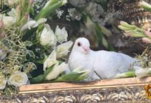 No habrá palomas en el paso de la Virgen del Águila por una denuncia de PACMA