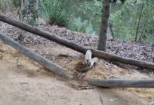 Denuncian destrozos en las Riberas del Guadaíra y el entorno de las instalaciones del C.T.S.