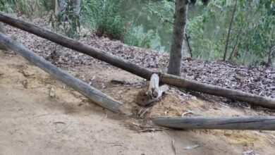 Denuncian destrozos en las Riberas del Guadaíra y el entorno de las instalaciones del C.T.S.