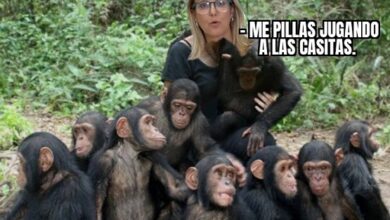 Simio no come simio