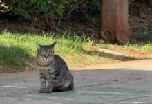 El Ayuntamiento da luz verde al contrato para la gestión ética e integral de las colonias felinas y la recogida de animales abandonados.