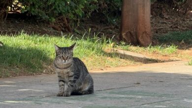 El Ayuntamiento da luz verde al contrato para la gestión ética e integral de las colonias felinas y la recogida de animales abandonados.