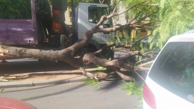 Susto en la Avenida de la Constitución: un árbol derribado se salda sin daños personales