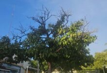 Los naranjos del callejón del huerto se mueren por falta de riego