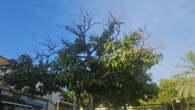 Los naranjos del callejón del huerto se mueren por falta de riego