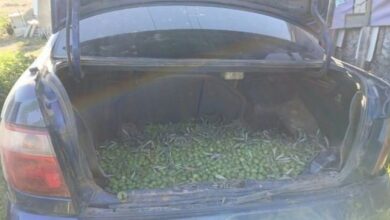 La Policía de Alcalá de Guadaíra recupera cerca de 700 kilos de aceitunas robadas.